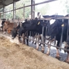 Produtores de leite da Cotrirosa têm retorno antecipado da CCGL