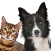Bossoroca publica lei que orienta proprietários a registrar seus cães e gatos