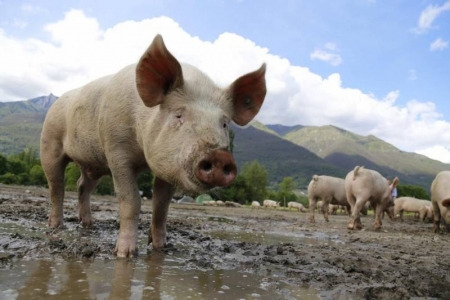 Peste suína exige cuidados redobrados dos produtores no Estado